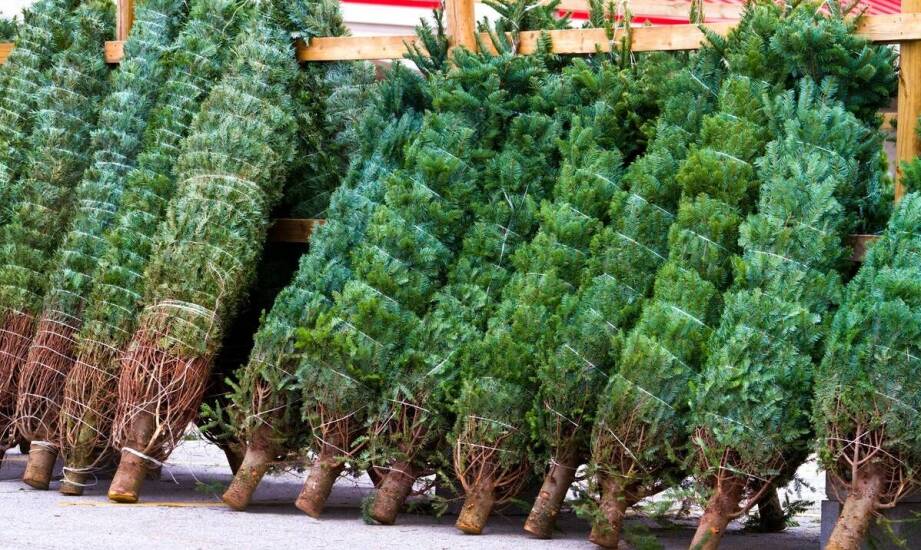 Jak wybrać idealną choinkę na święta – poradnik zakupowy i inspiracje