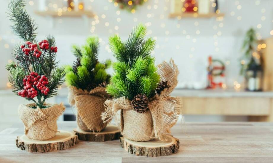 Najciekawsze gatunki choinek świątecznych – charakterystyka i porównanie