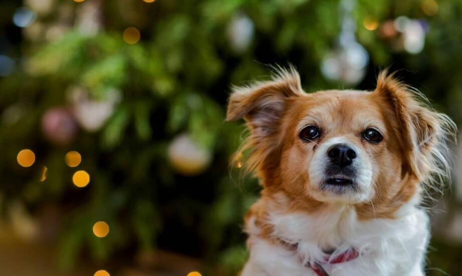Mała choinka – pomysły na dekorację i aranżację w świątecznym stylu