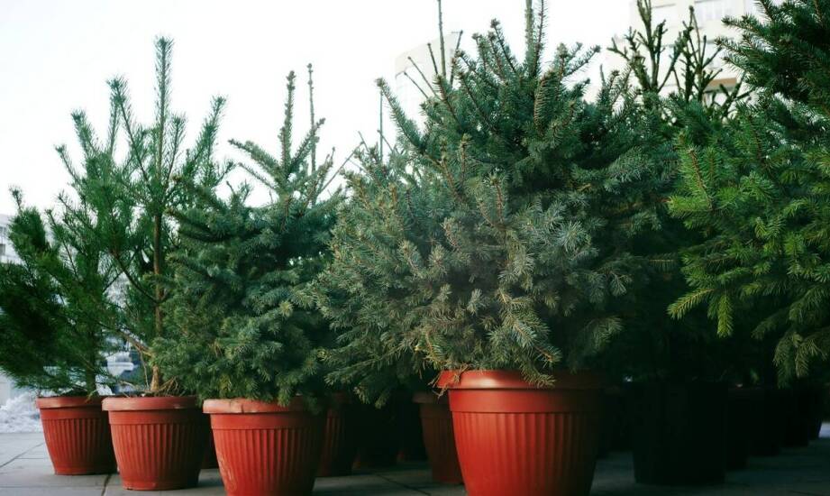 Choinka w doniczce – zalety, pielęgnacja i pomysły na świąteczną aranżację