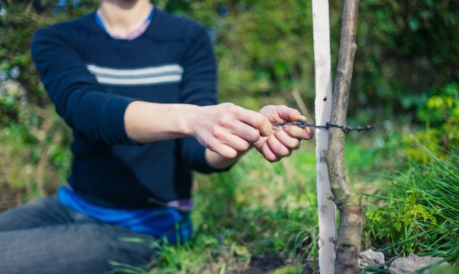 Świerk na żywopłot – zalety, zastosowanie i pielęgnacja w ogrodzie