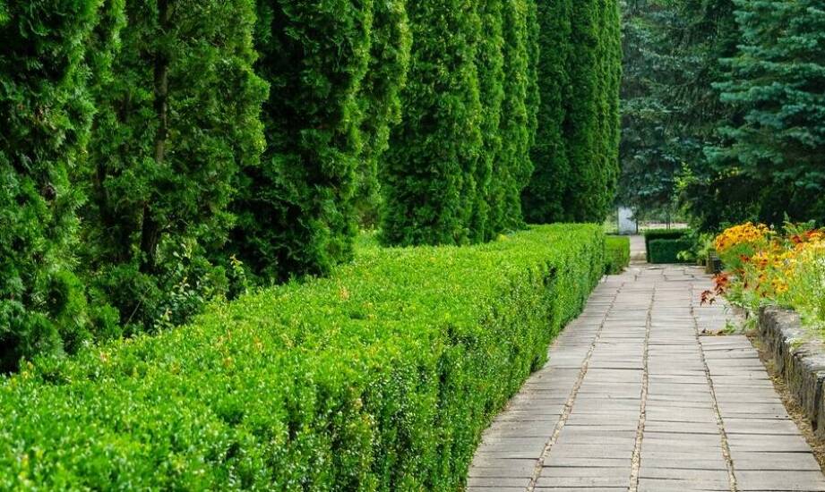 Świerki jako zielony parawan w ogrodzie – odmiany, sadzenie i inspiracje