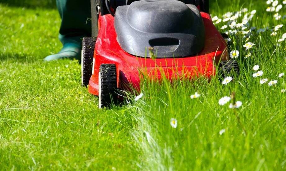Sposoby na piękny trawnik – sprawdzone metody pielęgnacji i koszenia