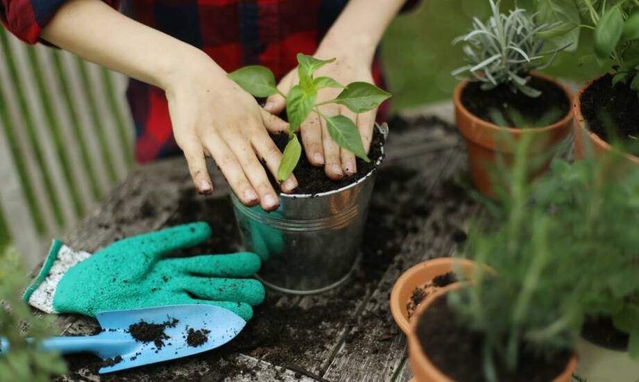 Najważniejsze zasady pielęgnacji ogrodu – praktyczne wskazówki na start