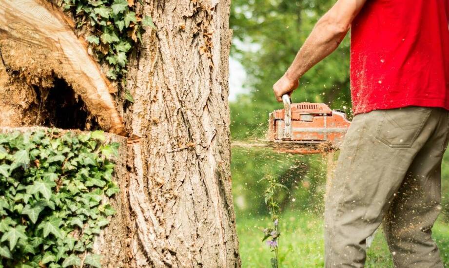 Wycinka drzew – najważniejsze zasady, korzyści i obowiązujące przepisy