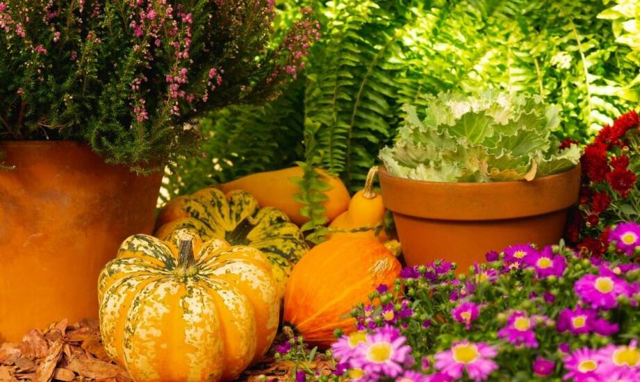 Sezonowe prace ogrodowe – jak zadbać o rośliny przez cały rok