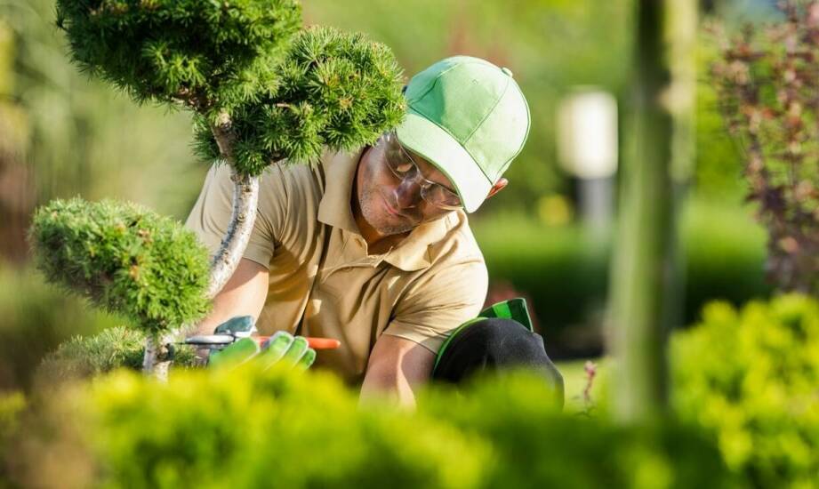 Jak dbać o zieleń miejską i przydomową – sprawdzone sposoby pielęgnacji
