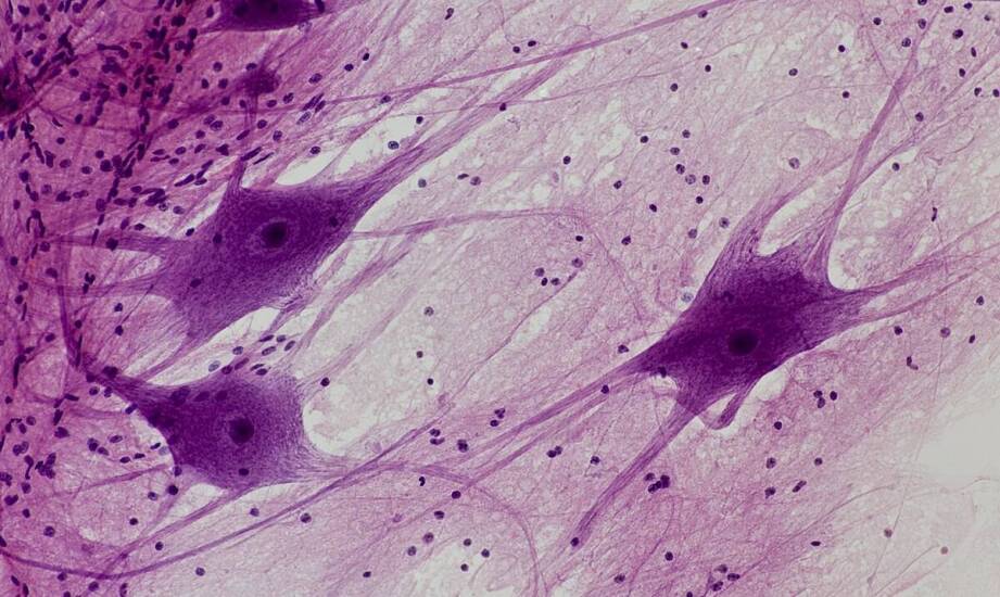 Borelioza – najnowsze odkrycia, częste mity i fakty o chorobie z Lyme