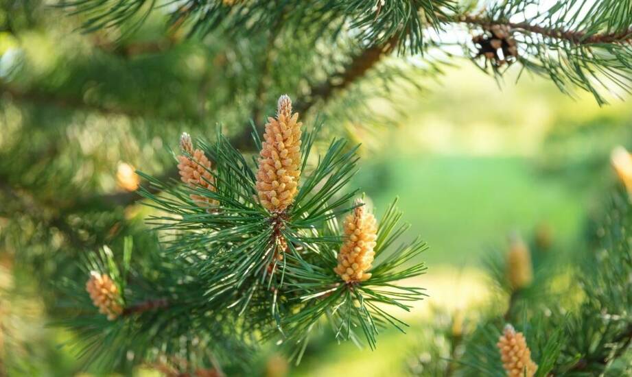 Kantówka klejona sosnowa – właściwości, zastosowanie i zalety drewna klejonego