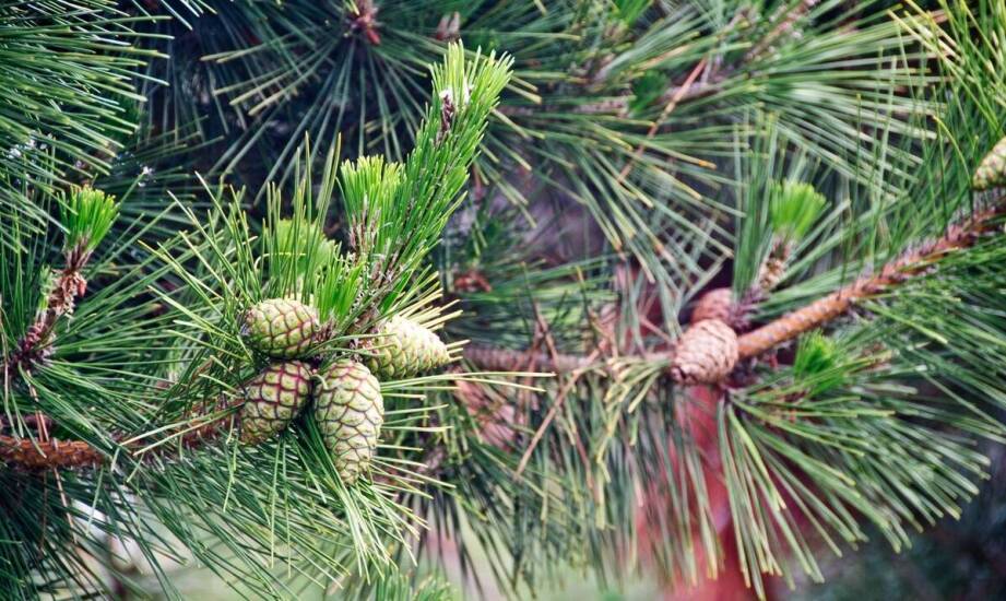 Kantówka klejona sosnowa – jak powstaje i jakie ma zastosowania w domu