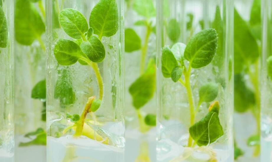 Kultury tkankowe w biologii komórkowej roślin – procesy i zastosowania