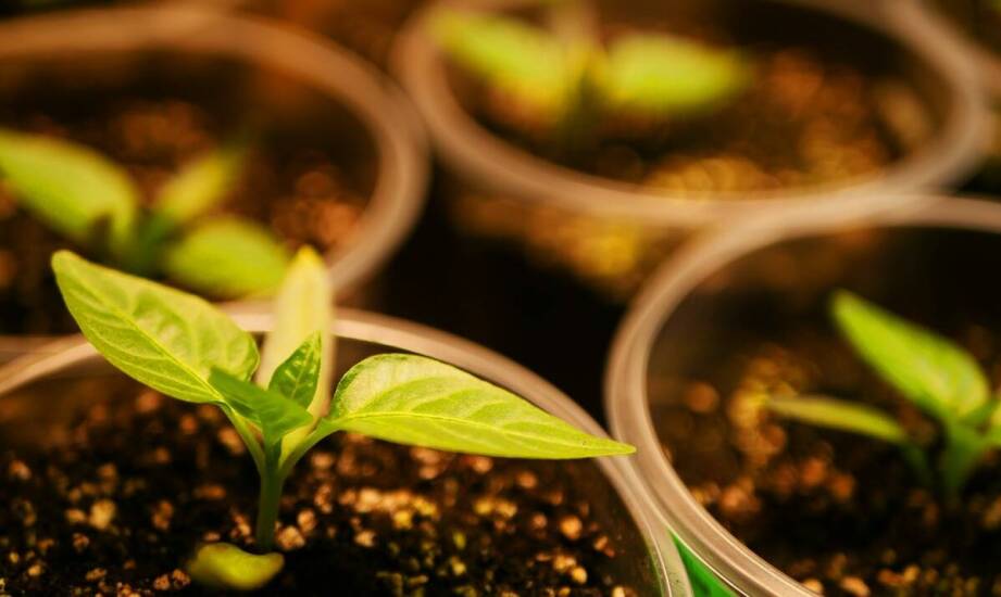 Mieszaniny do pożywek in vitro – skład, zastosowanie i znaczenie w kulturach roślin