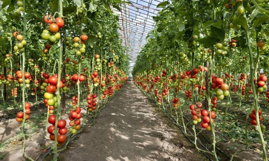 Jak powstaje pożywka do uprawy kultur in vitro roślin – proces i składniki