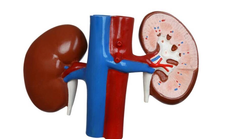 Najważniejsze cechy dobrej nerki – na co zwrócić uwagę przed zakupem