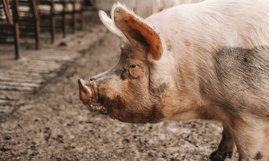 Proces produkcji nosków wieprzowych – etapy, kontrola jakości i zastosowanie