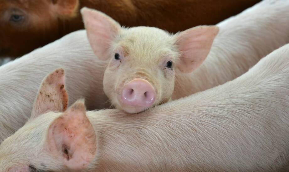 Ryjki wieprzowe – właściwości, zastosowania i ich miejsce w przetwórstwie