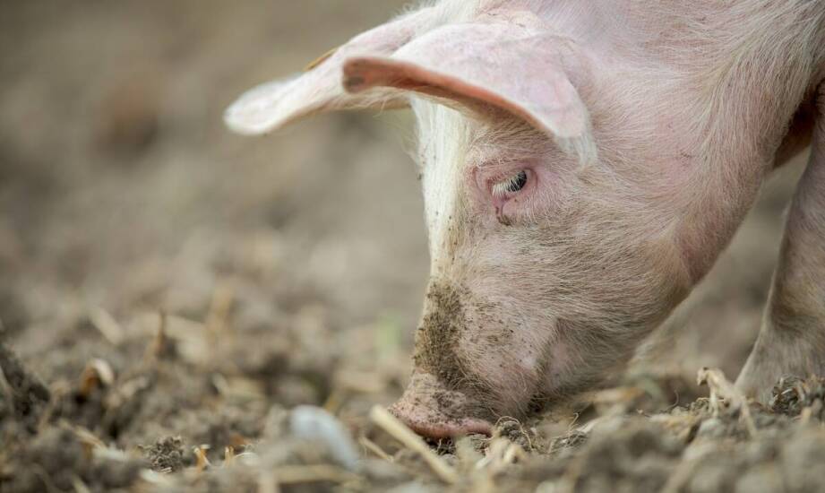 Uszy wieprzowe – jak powstają i jakie mają znaczenie w przetwórstwie mięsa