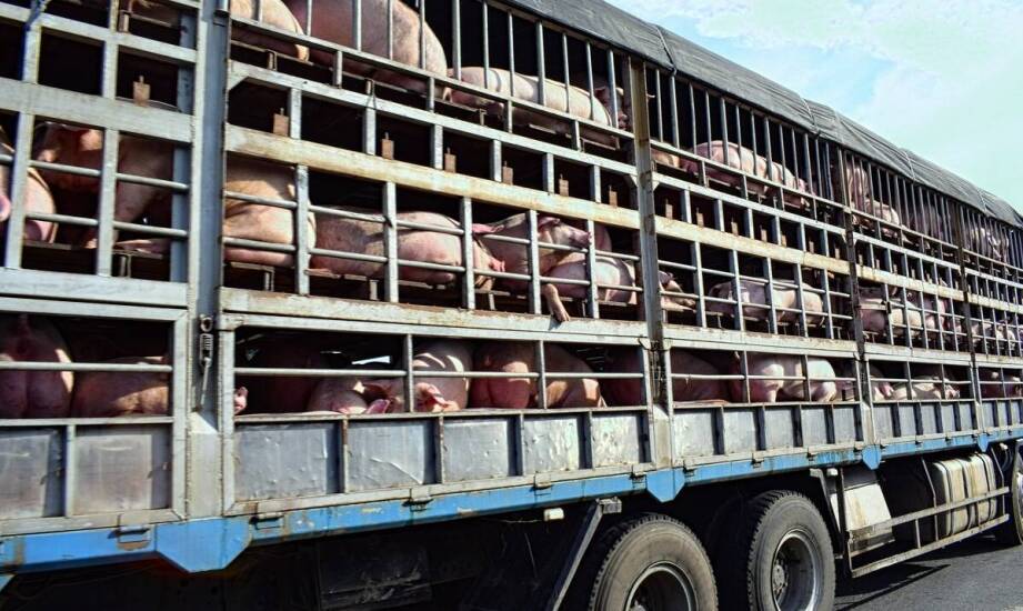 Zastosowanie ryjków wieprzowych w przemyśle – co warto wiedzieć