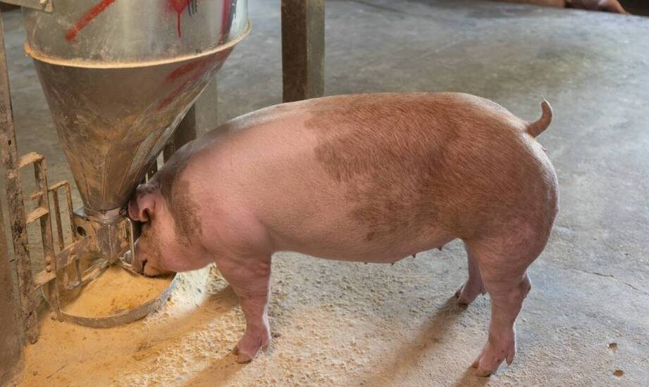 Ryjki wieprzowe – zastosowanie w handlu międzynarodowym i eksporcie