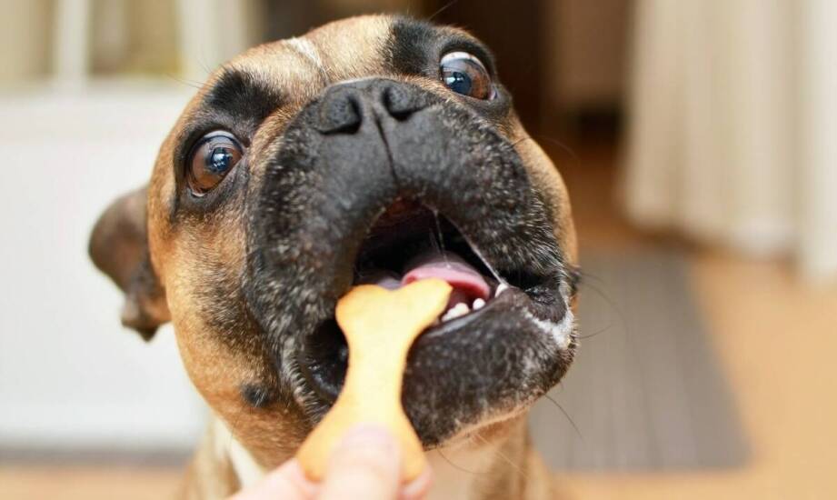 Ryjki wieprzowe na światowych rynkach – potencjał i kierunki rozwoju branży