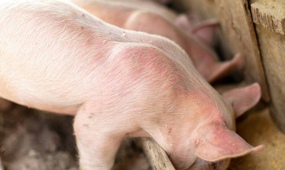 Jakie są kryteria wyboru ryjków wieprzowych od sprawdzonych producentów?