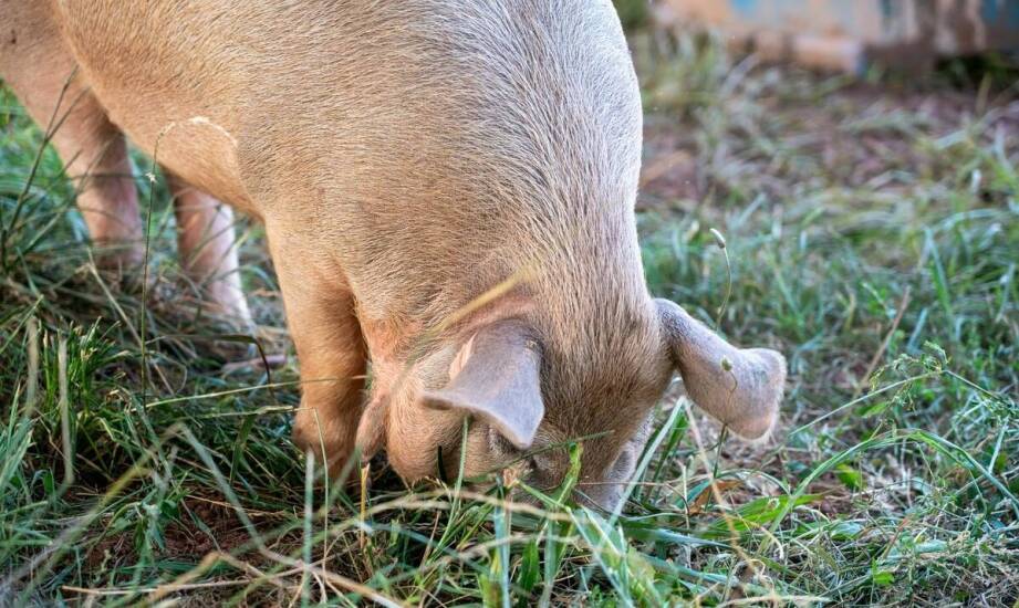 Czym są ryjki wieprzowe i jakie mają znaczenie dla branży spożywczej?