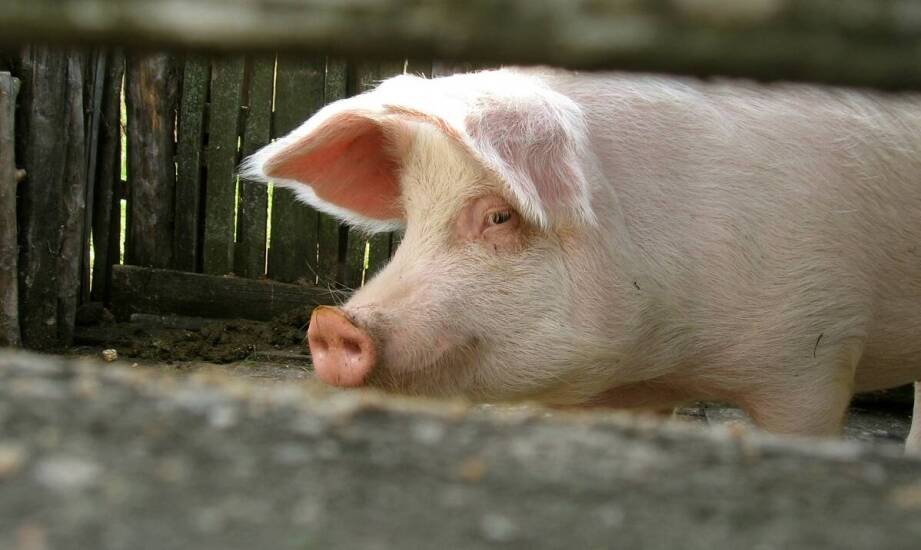 Uszy wieprzowe - jakie mają zastosowania?