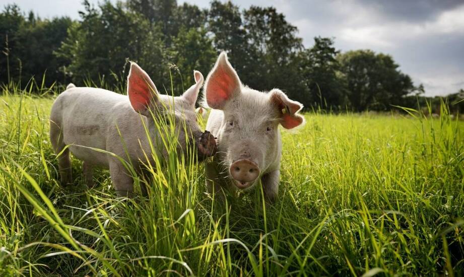 Uszy wieprzowe – charakterystyka produktu oraz rola producentów w branży