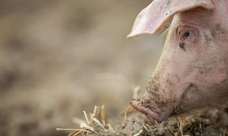 Uszy wieprzowe – proces wytwarzania i znaczenie producentów dla rynku