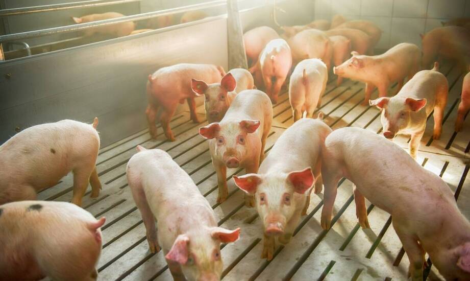 Produkcja mięsa wieprzowego - co warto wiedzieć?
