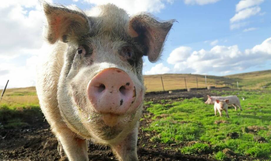 Jak wygląda globalny handel mięsem wieprzowym i co napędza jego rozwój?