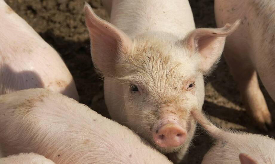 Mięso wieprzowe od producenta – najważniejsze informacje o rynku i jakości