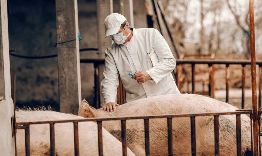 Maski wieprzowe – charakterystyka produktu i rola w międzynarodowym handlu
