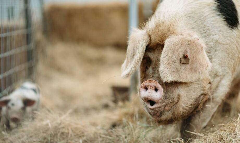 Policzki wieprzowe – właściwości, zastosowania i znaczenie w przemyśle mięsnym