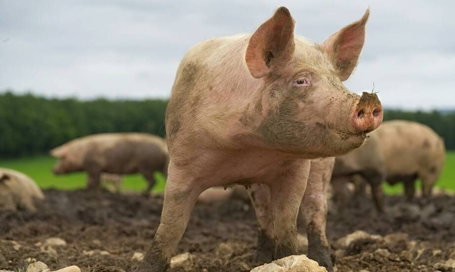 Jak wygląda produkcja mięsa wieprzowego oraz rola producentów w branży