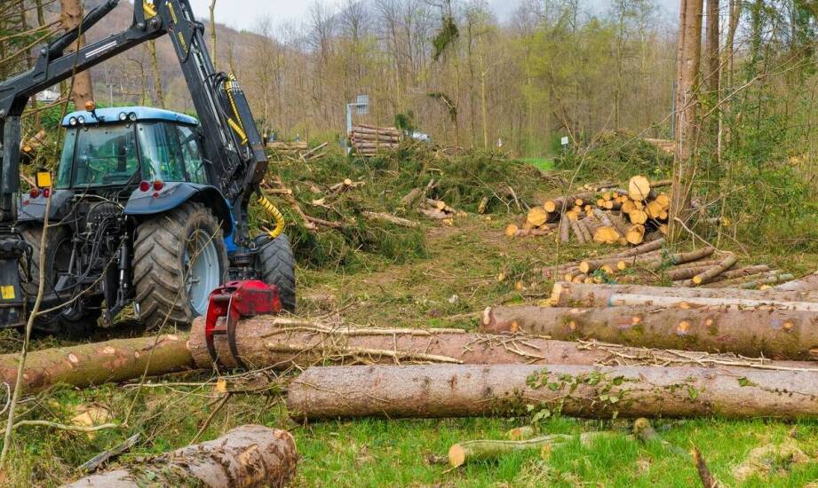 Wycinka drzew pod inwestycje – najważniejsze zasady i przydatne wskazówki