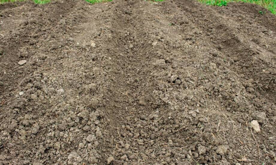 Mulczowanie terenu – na czym polega i jakie korzyści przynosi glebie?