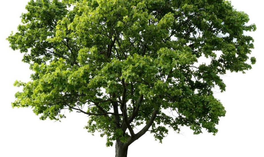 Najważniejsze zasady pielęgnacji drzew – jak zadbać o zdrowy wzrost roślin