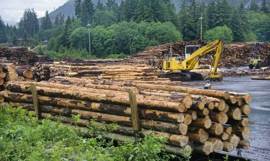 Wymagania prawne i formalności przy usuwaniu drzew pod inwestycje