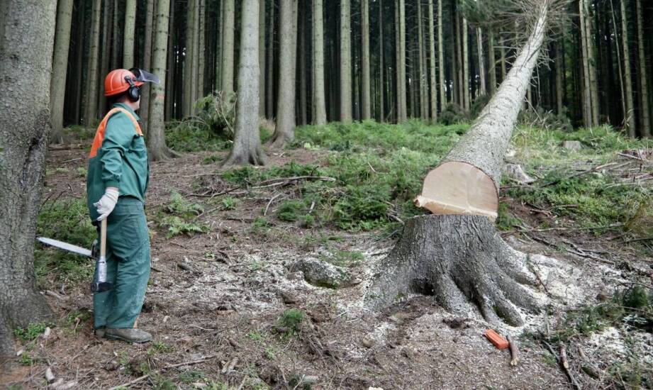 Kiedy i dlaczego warto usuwać drzewa z terenu? Kluczowe aspekty i wskazówki