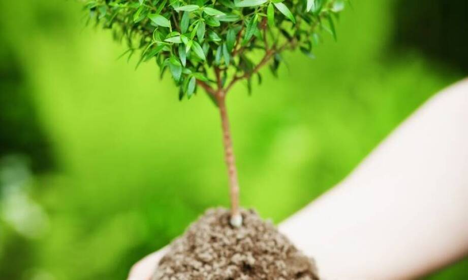 Jakie gatunki drzew wybrać i kiedy najlepiej rozpocząć nasadzenia?