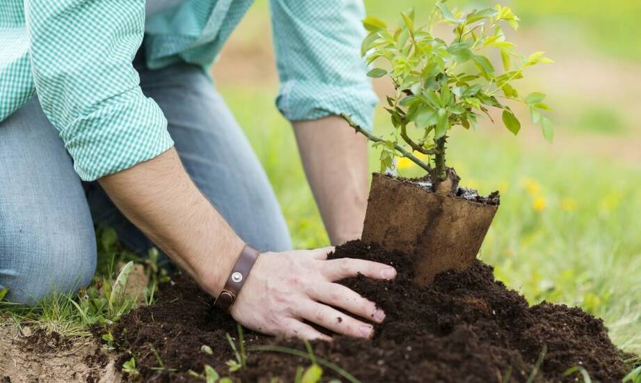 Najczęstsze błędy podczas sadzenia drzew i jak ich unikać