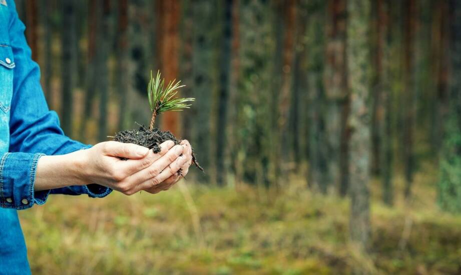 Sadzenie drzew – jak zaplanować nasadzenia i wspierać zrównoważony rozwój