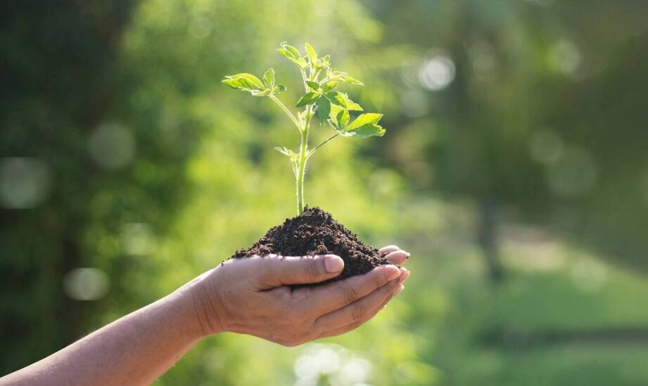 Sadzenie drzew – jak wybrać odpowiednie miejsce i zadbać o młode rośliny