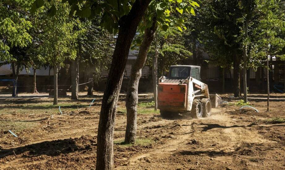 Bezpieczna wycinka drzew – jak przebiega proces i na co zwrócić uwagę