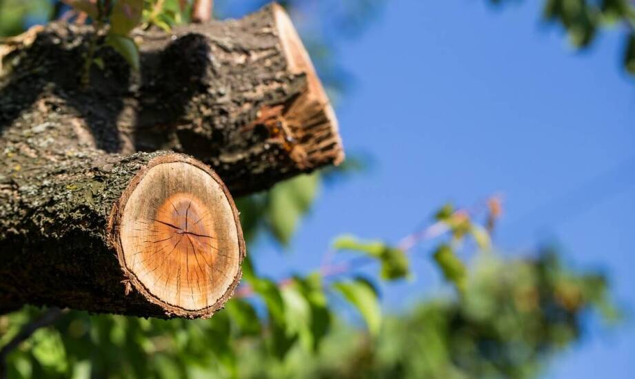 Najważniejsze informacje o wycince drzew – regulacje, proces i zastosowanie