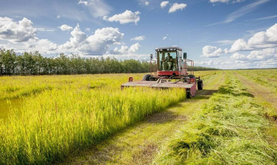 Jak przebiega koszenie zaniedbanych terenów i jakie są korzyści tego zabiegu