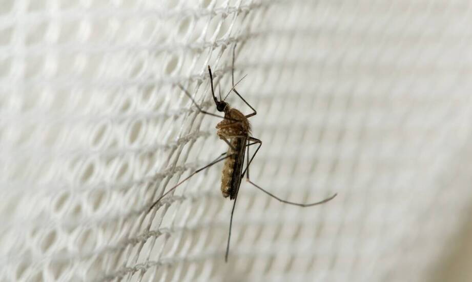 Moskitiery ZIL – skuteczna ochrona przed insektami i komfort w domu