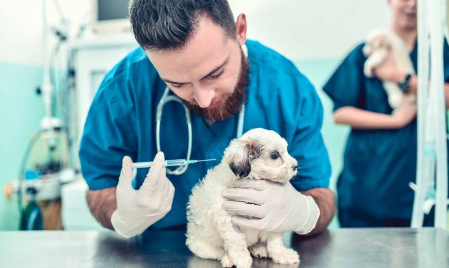 Na czym polega praca chirurga weterynarii i kiedy warto skorzystać z pomocy?