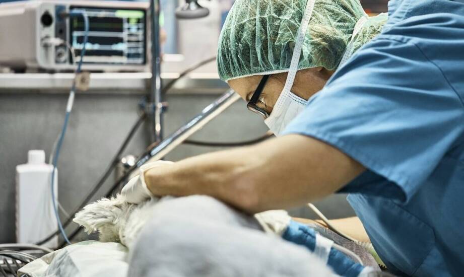 Najczęstsze zabiegi chirurgiczne u zwierząt – kiedy są konieczne?